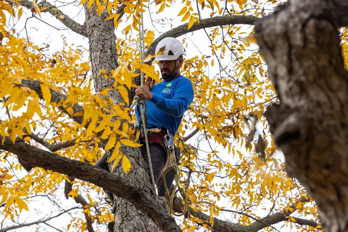 Skilled Tree Planing crew working in Raymondville