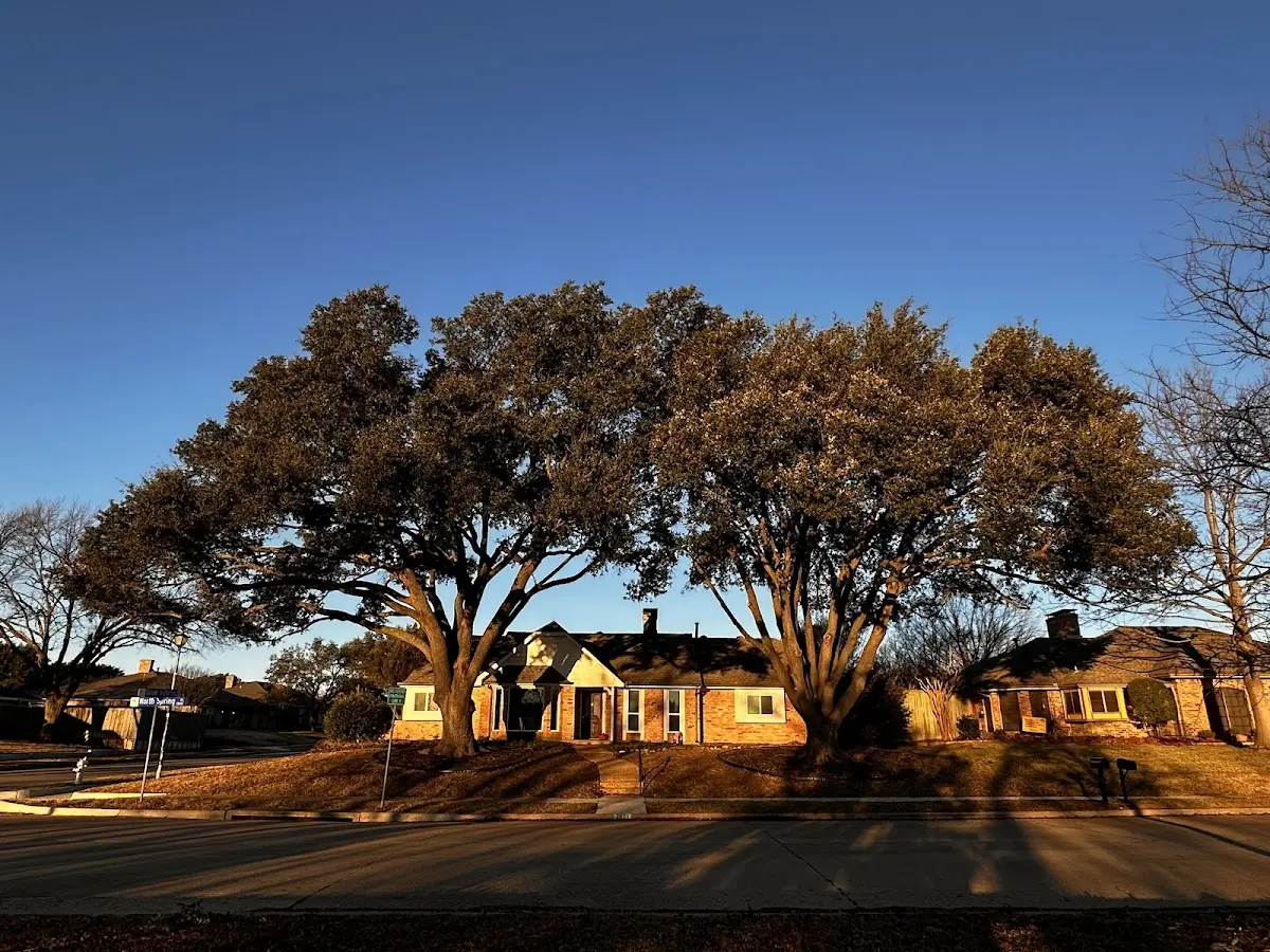 Established residential canopy tree shading a home in Raymondville