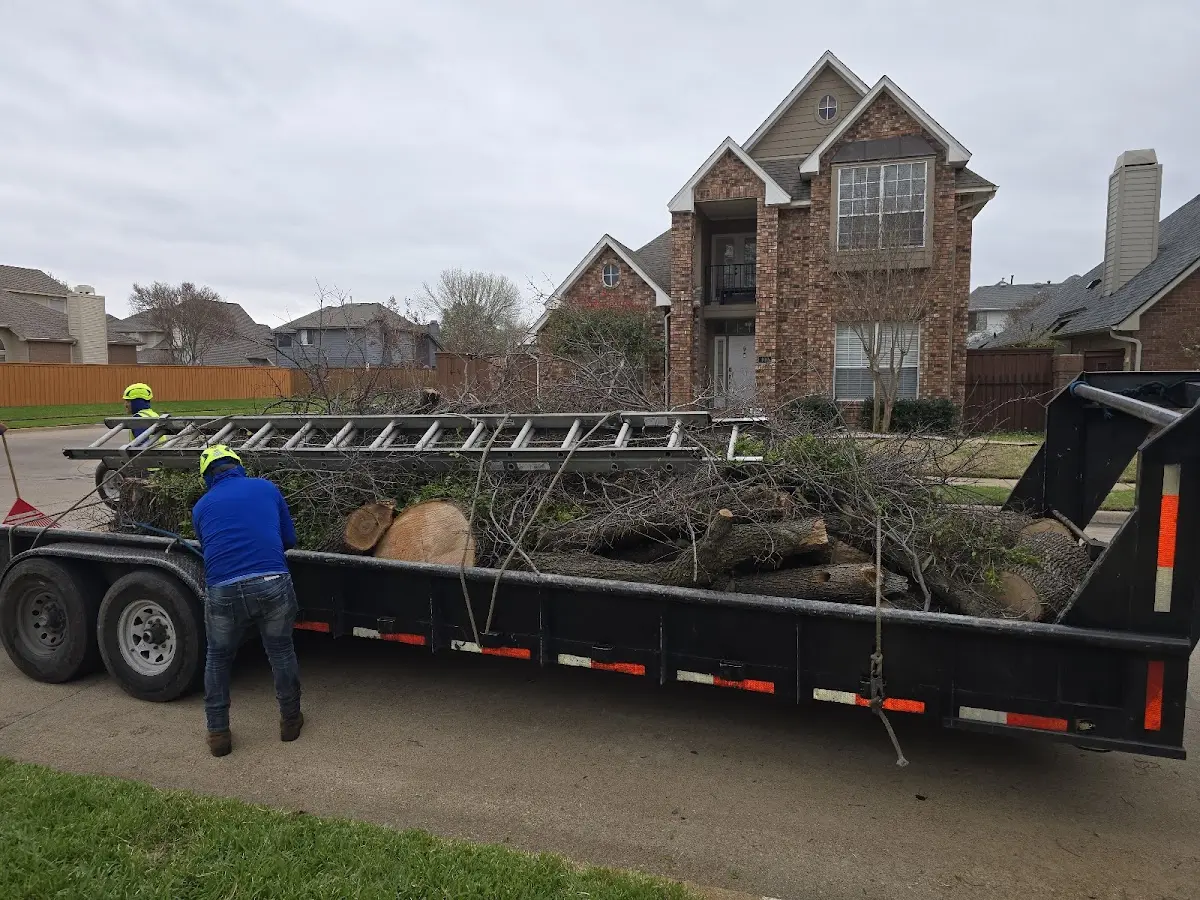 Expert Tree Removal with proper safety equipment in Raymondville